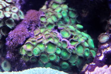 Zoanthid Coral