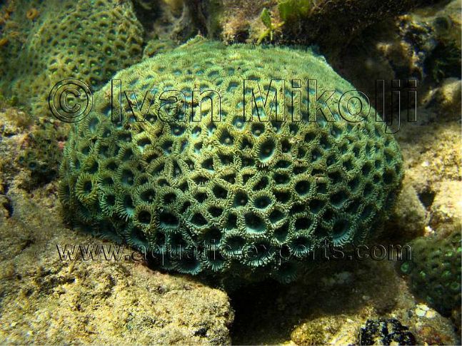 Zoanthid Coral