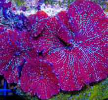 Ultra Mushroom Colony