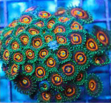 Rainbow Zoa Frag