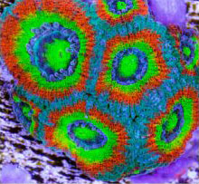 Holy Grail Acan