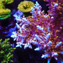 coral image 1