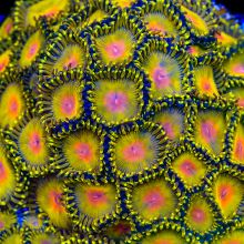 Saltwater Invertebrates